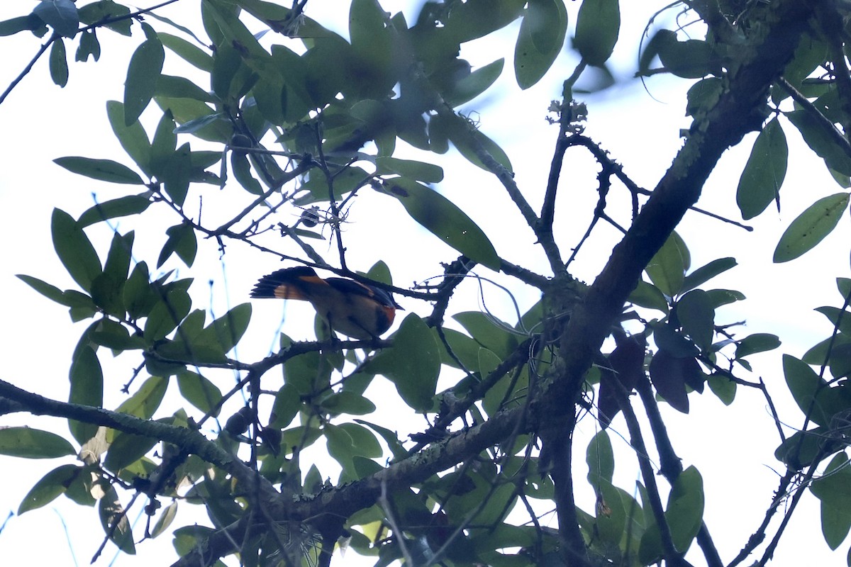 American Redstart - ML642197842