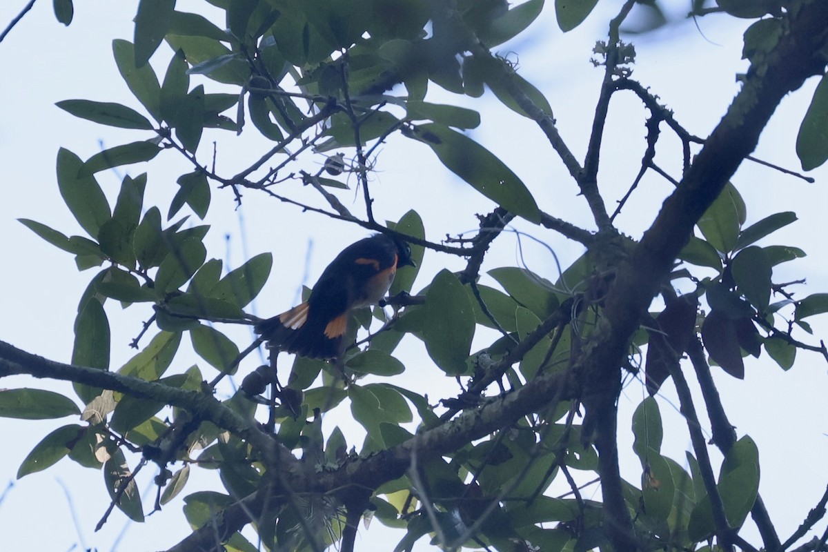 American Redstart - ML642197843