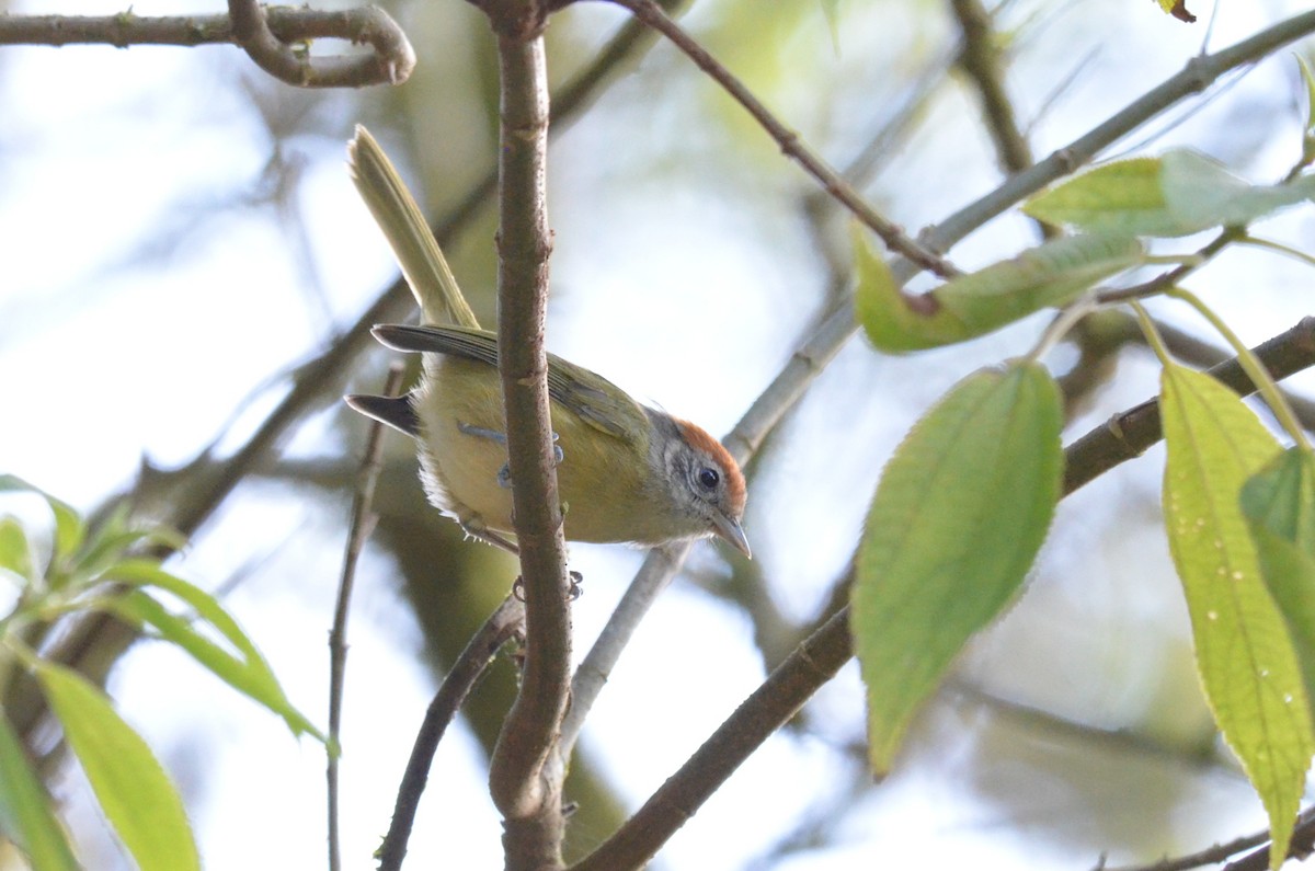 Rufous-crowned Greenlet - ML642197858