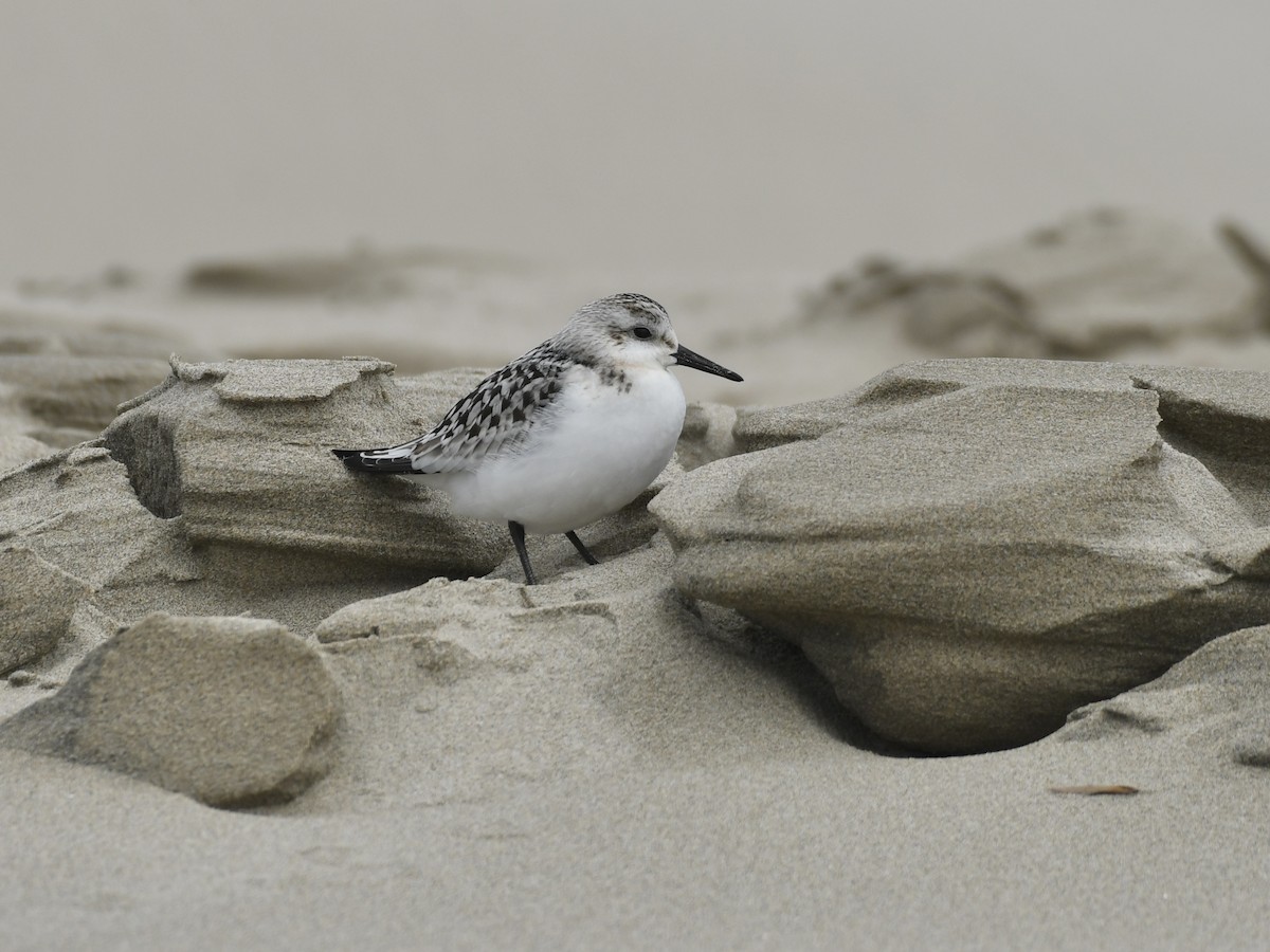 Sanderling - ML642197864