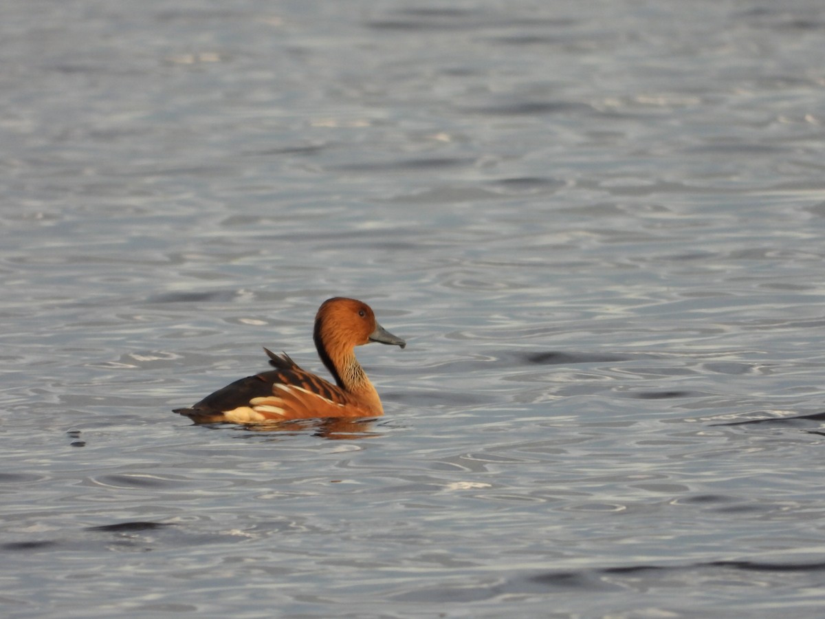 Fulvous Whistling-Duck - ML642197865