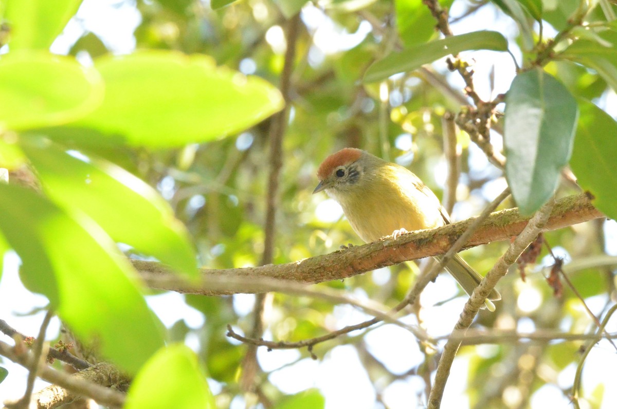 Rufous-crowned Greenlet - ML642197869