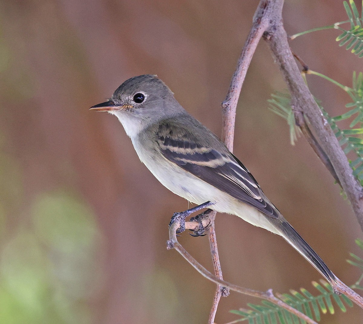 Willow Flycatcher - ML642197875