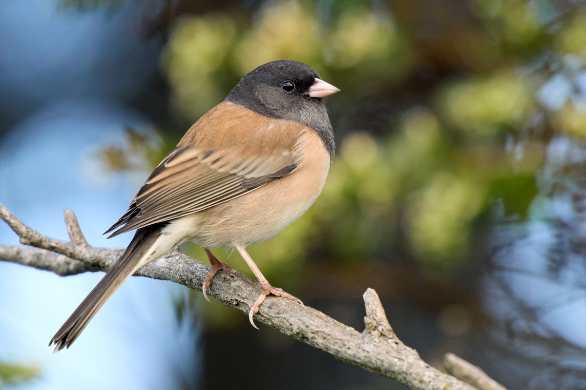 Dark-eyed Junco - ML642197881