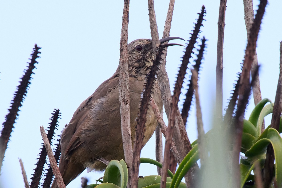 California Thrasher - ML642197886
