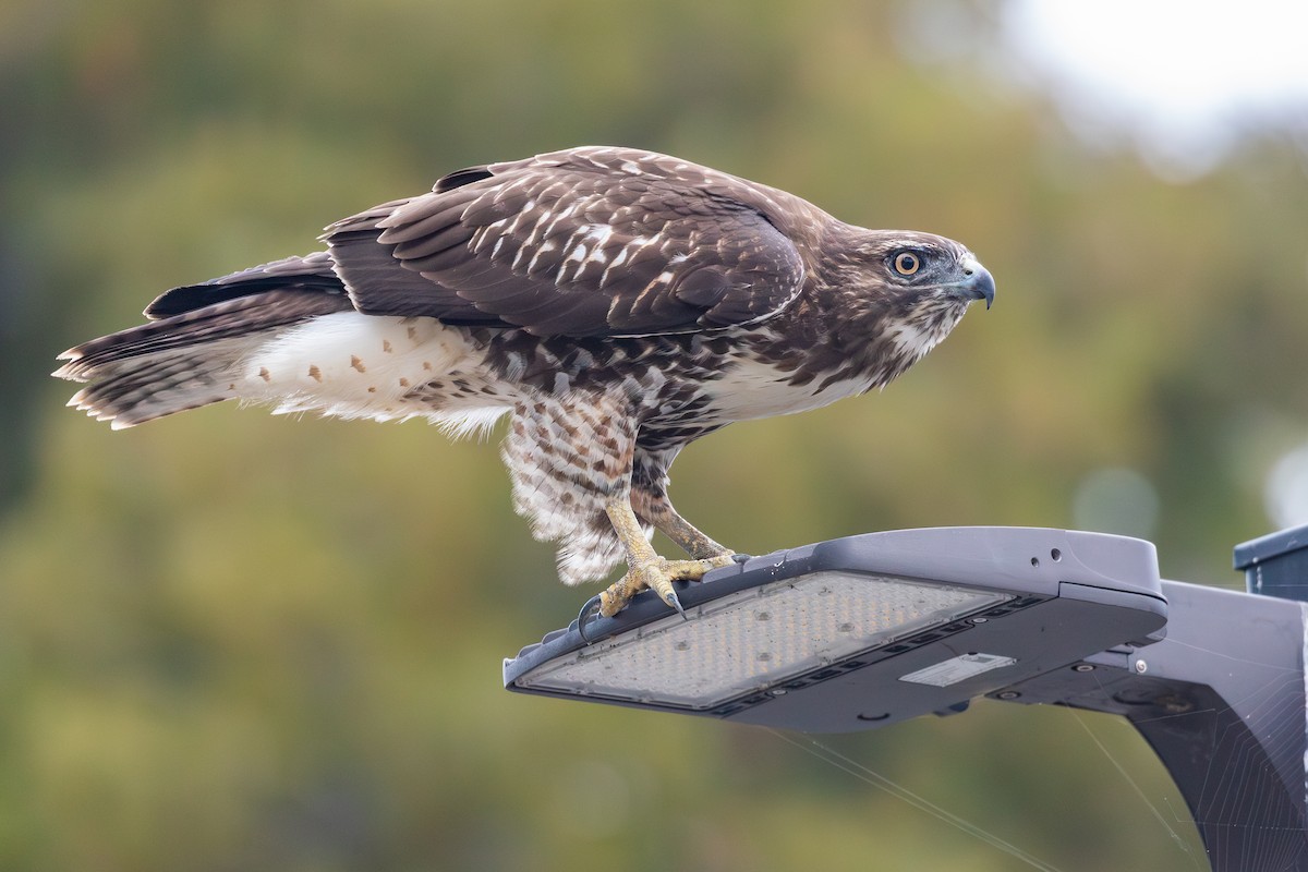 Rotschwanzbussard (calurus/alascensis) - ML642197898