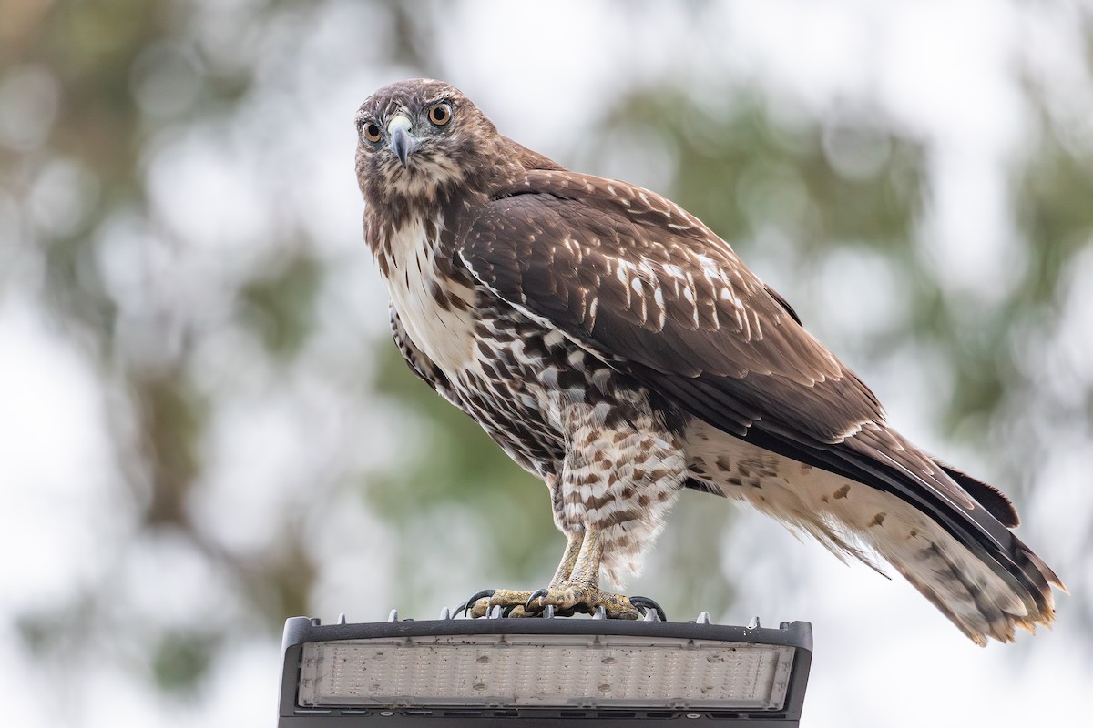 Rotschwanzbussard (calurus/alascensis) - ML642197899
