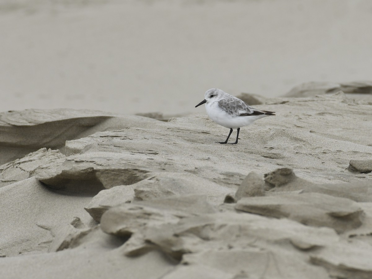 Sanderling - ML642197903