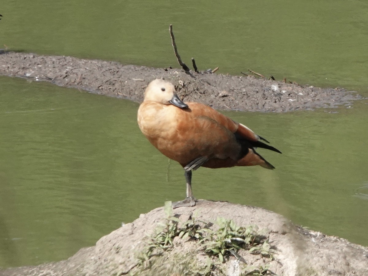 Ruddy Shelduck - ML642197949