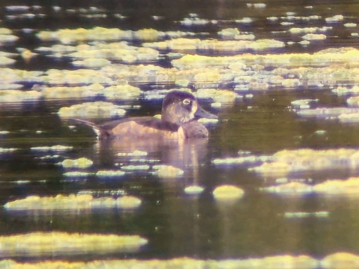 Ring-necked Duck - ML642197979
