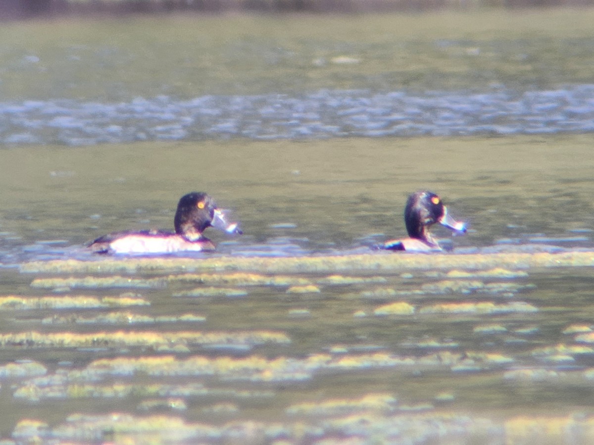 Ring-necked Duck - ML642197980