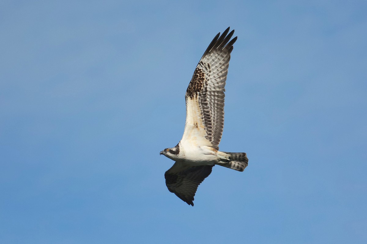Osprey - ML642197986