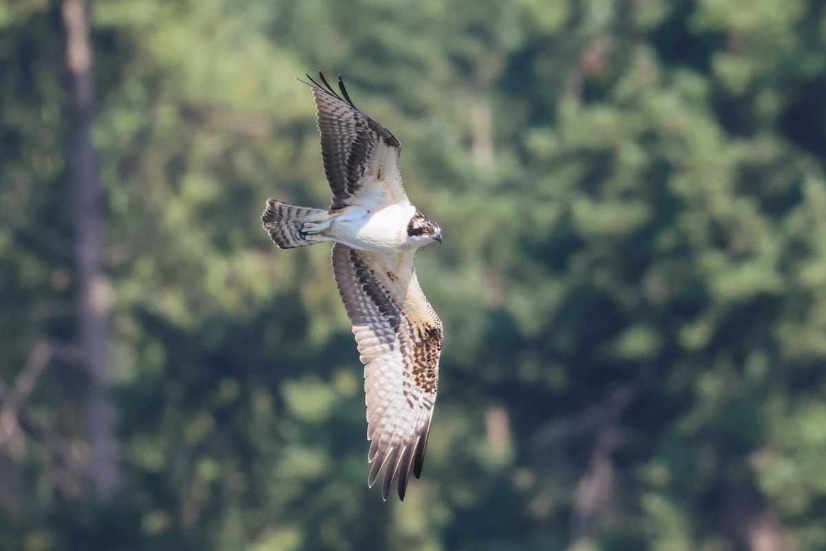 Osprey - ML642197987