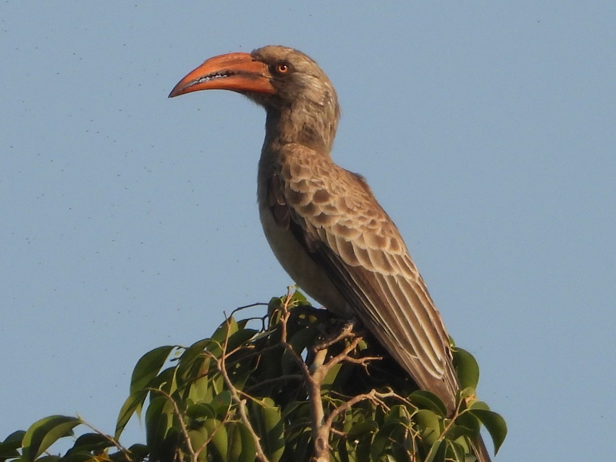 Bradfield's Hornbill - ML642197988