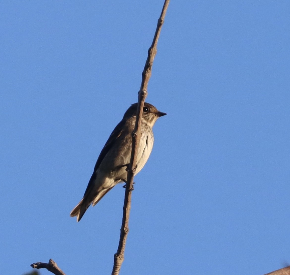 Dark-sided Flycatcher - ML642197992