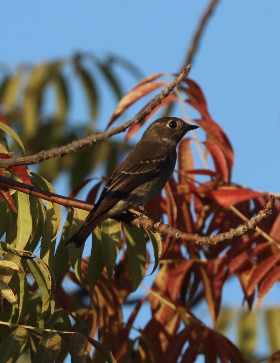 Dark-sided Flycatcher - ML642197993