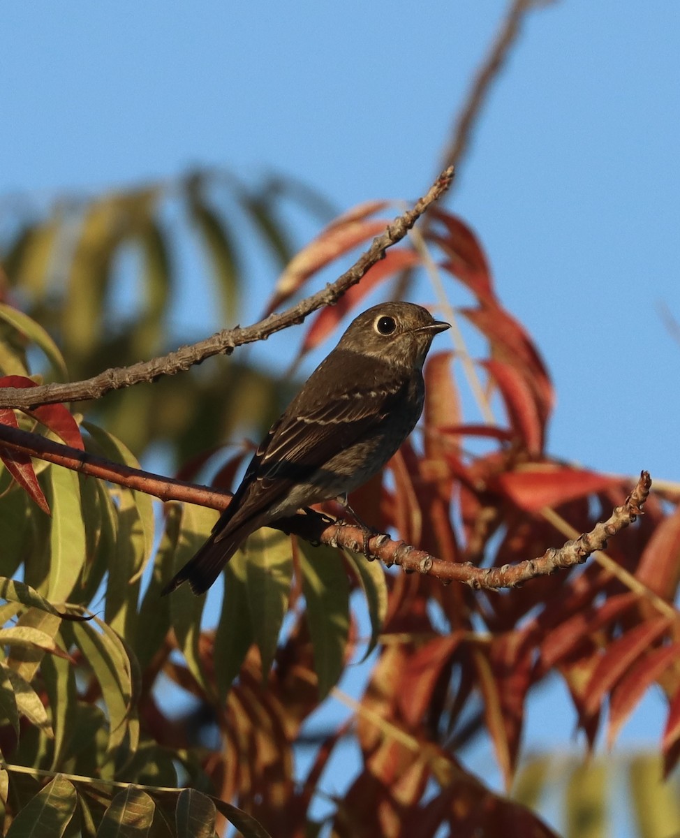 Dark-sided Flycatcher - ML642197994