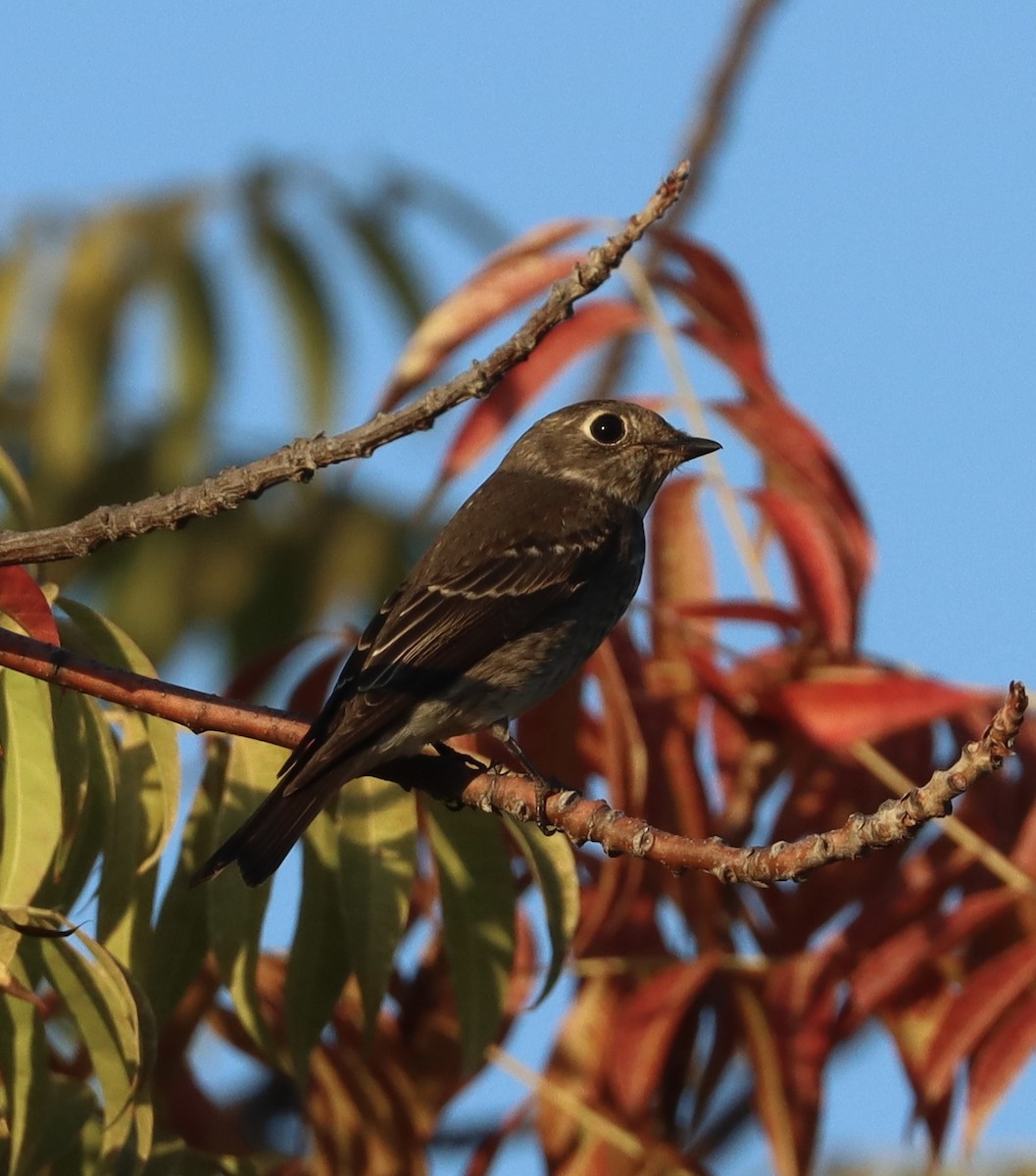 Dark-sided Flycatcher - ML642197995