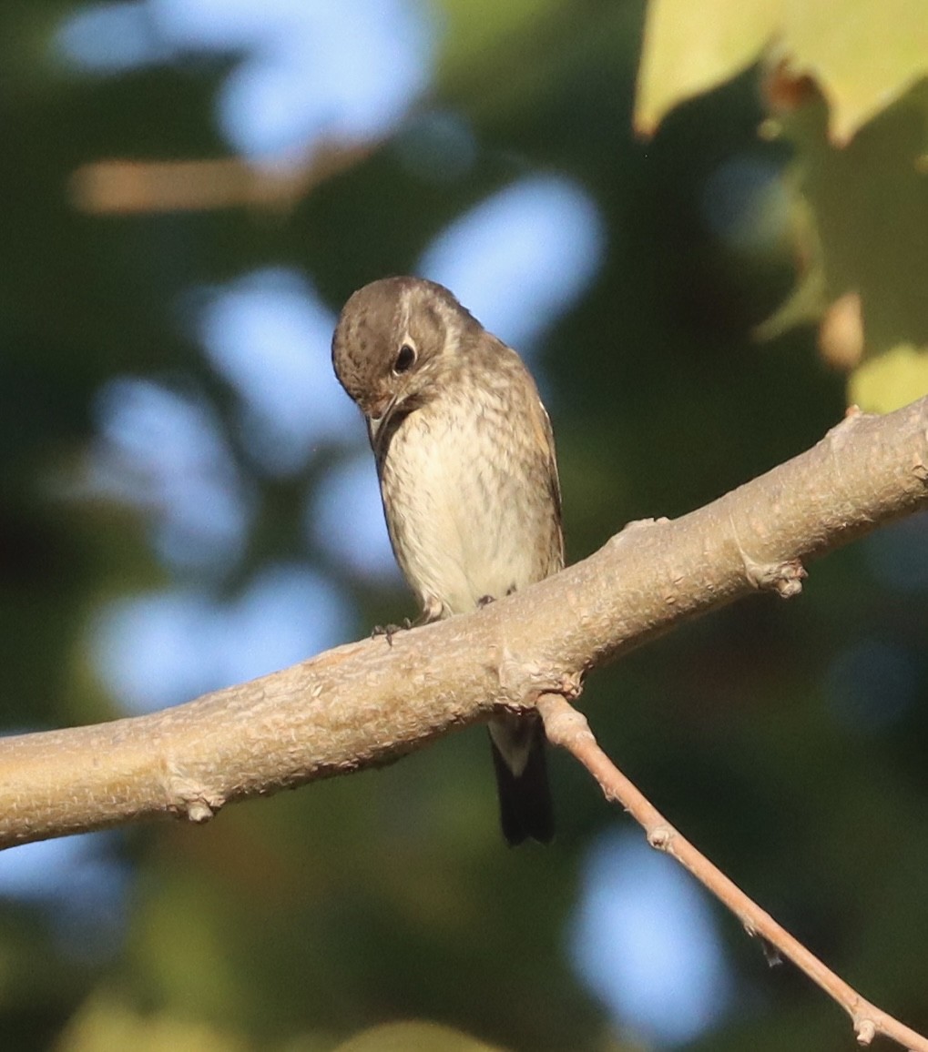 Dark-sided Flycatcher - ML642197996