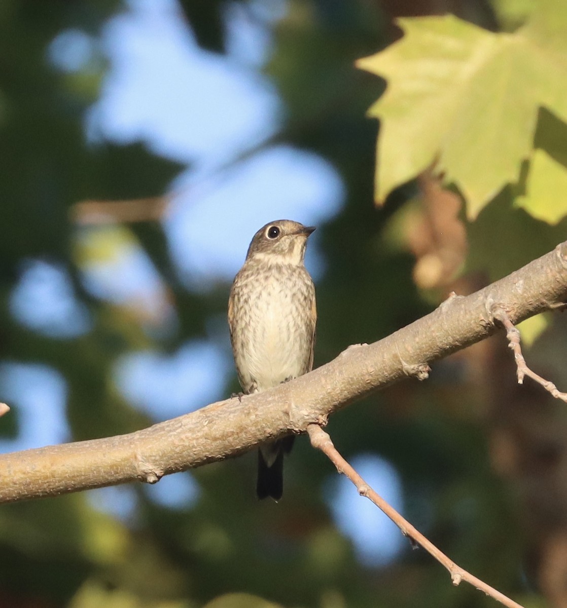 Dark-sided Flycatcher - ML642197997