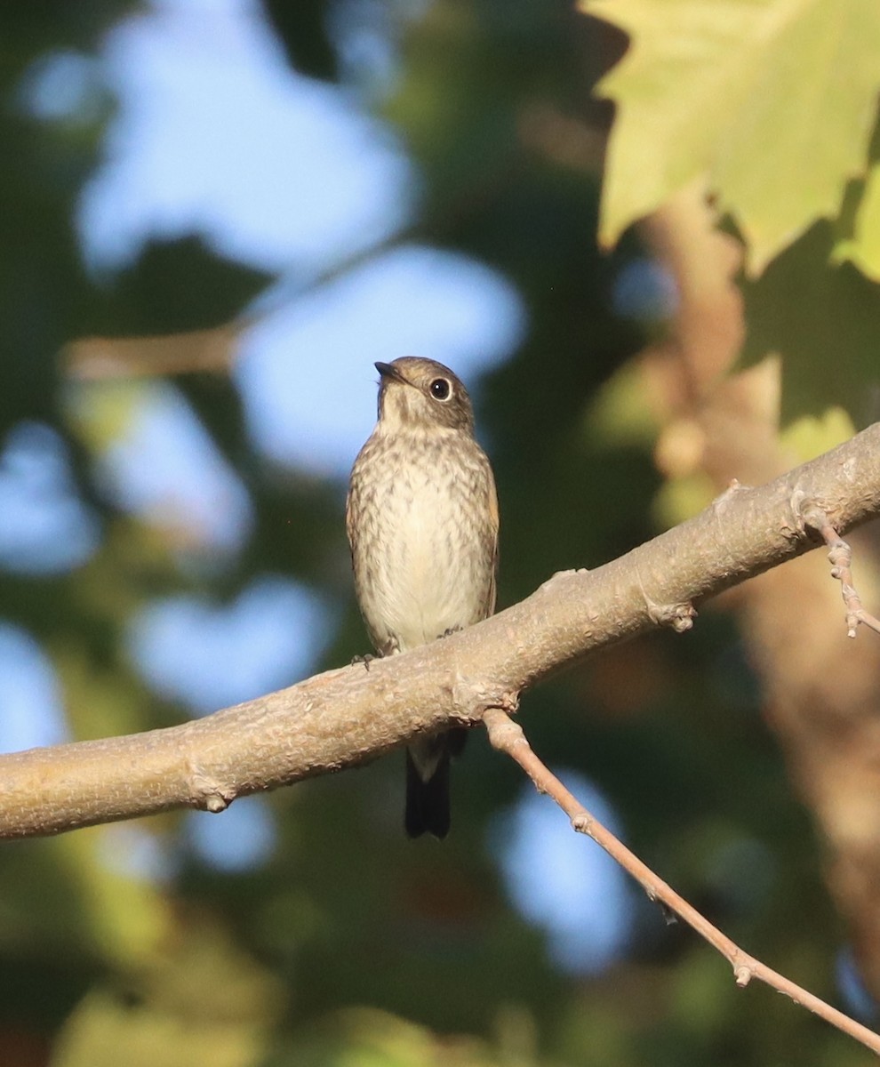 Dark-sided Flycatcher - ML642197998