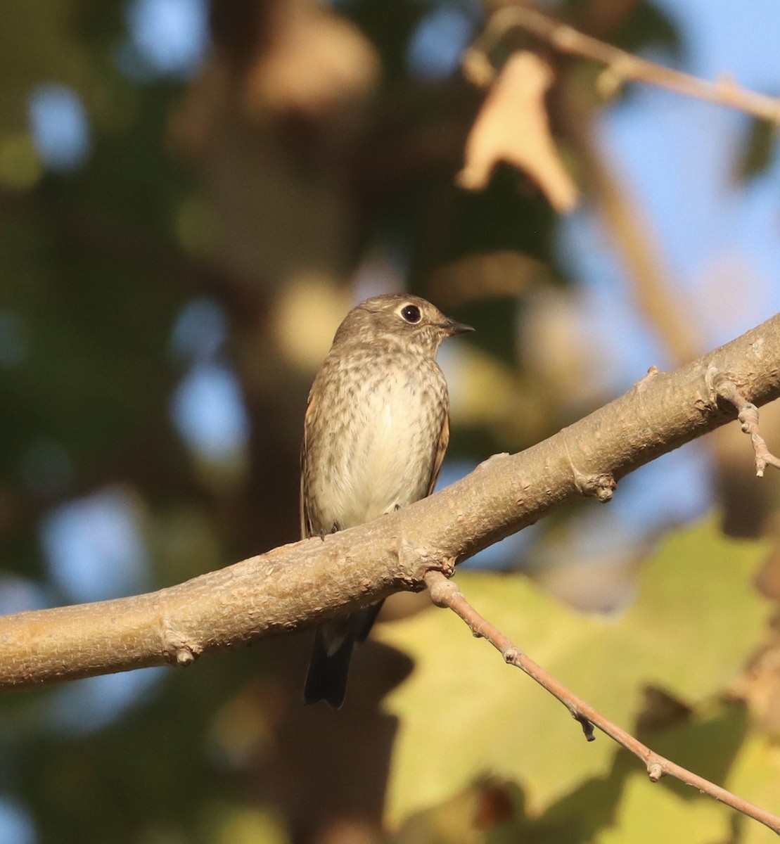 Dark-sided Flycatcher - ML642197999