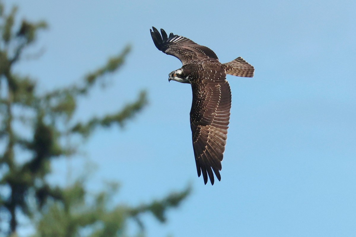 Osprey - ML642198003