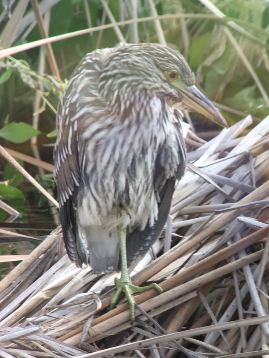 Black-crowned Night Heron - ML642198005