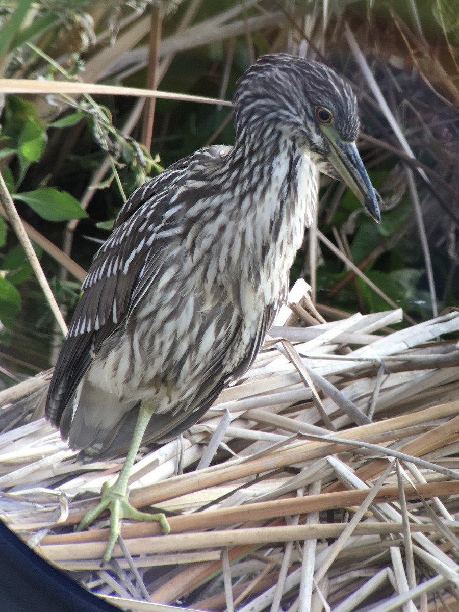 Black-crowned Night Heron - ML642198006