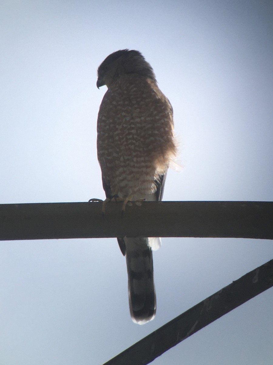 Cooper's Hawk - ML642198009