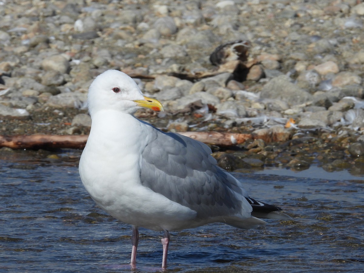 Iceland Gull - ML642198011