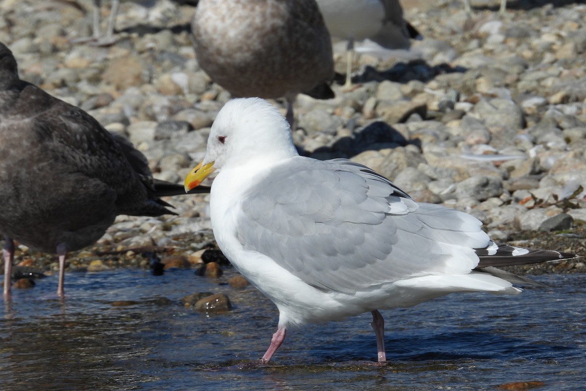 Iceland Gull - ML642198014