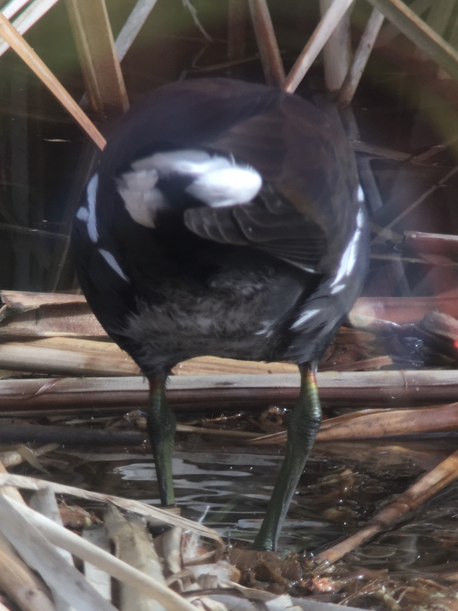 Common Gallinule - ML642198019