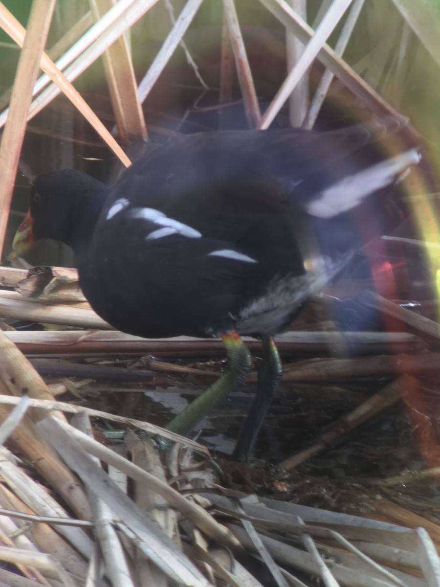 Common Gallinule - ML642198020