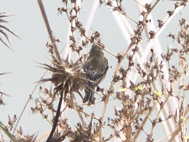 Lesser Goldfinch - ML642198021