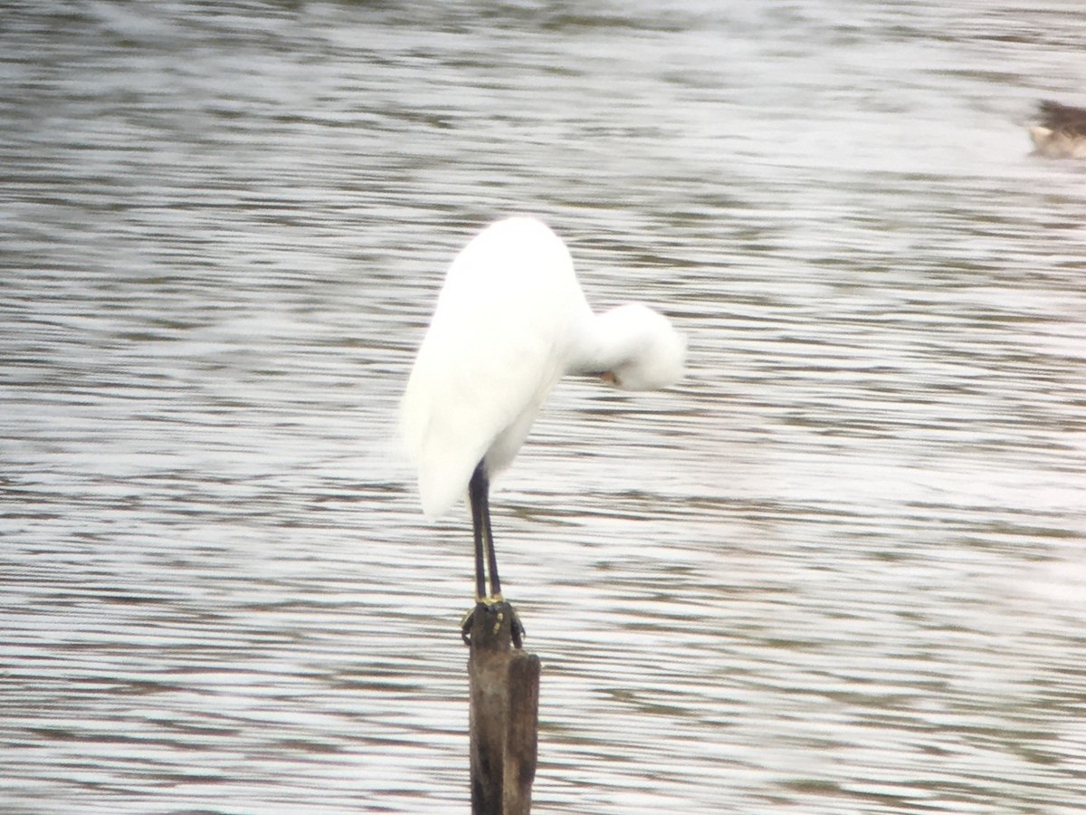 Snowy Egret - ML642198027