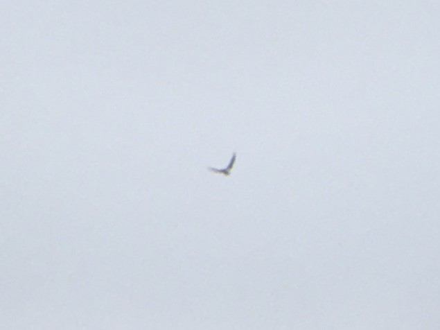 Vaux's Swift - ML642198034