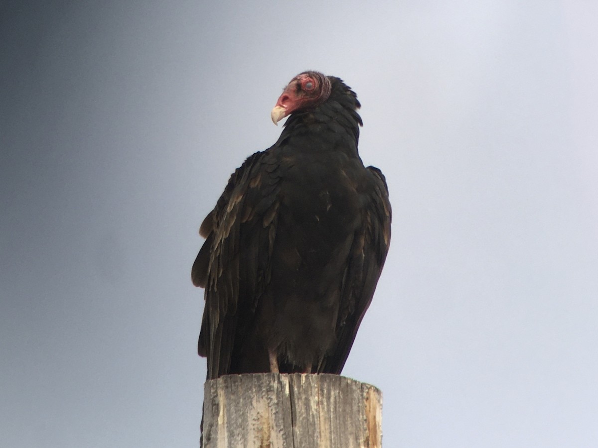 Turkey Vulture - ML642198038