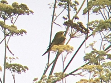 Yellow Warbler - ML642198041