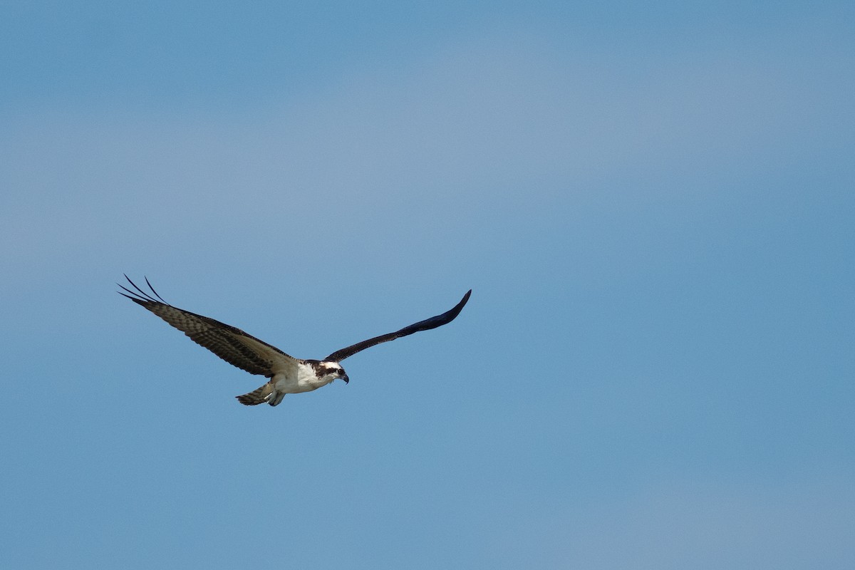 Osprey - ML642198057