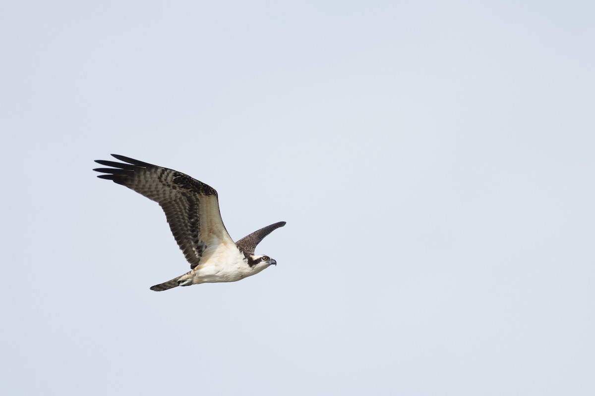 Osprey - ML642198058