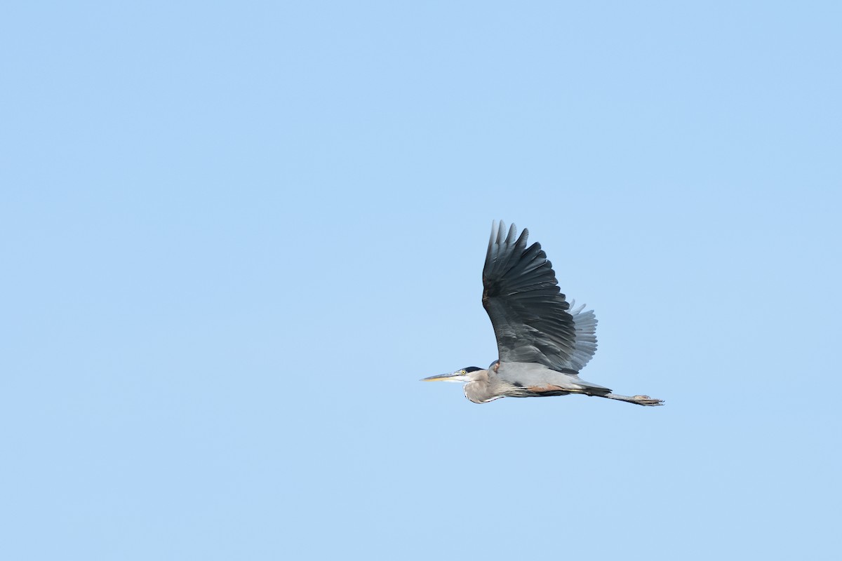 Great Blue Heron - ML642198060