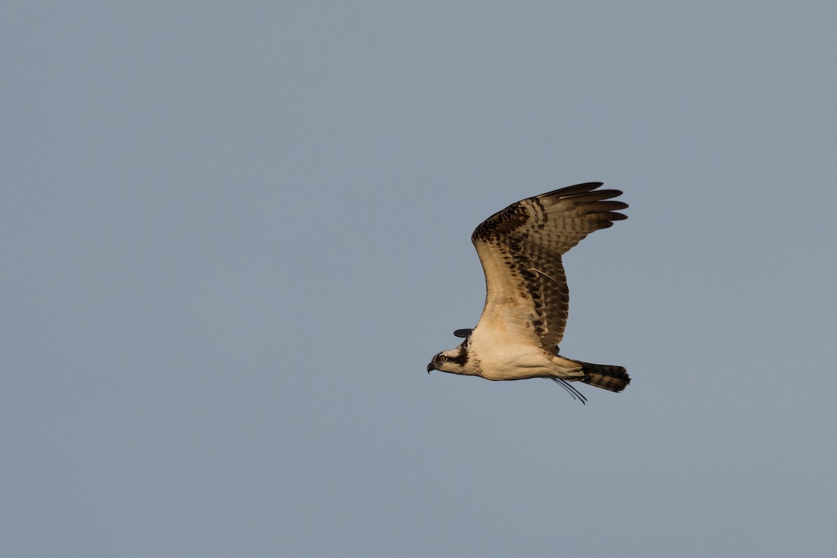 Osprey - ML642198062