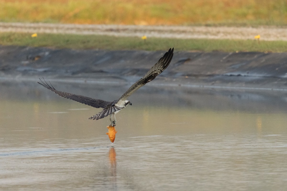 Osprey - ML642198063