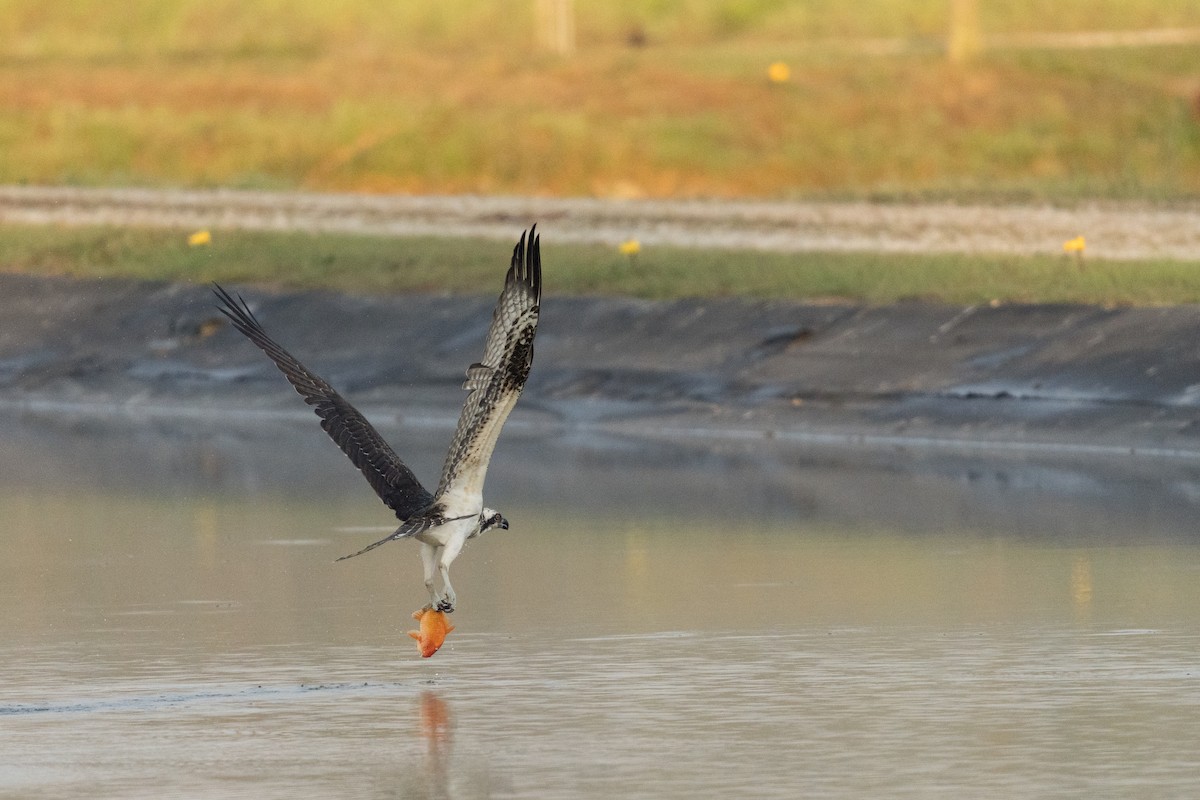 Osprey - ML642198064
