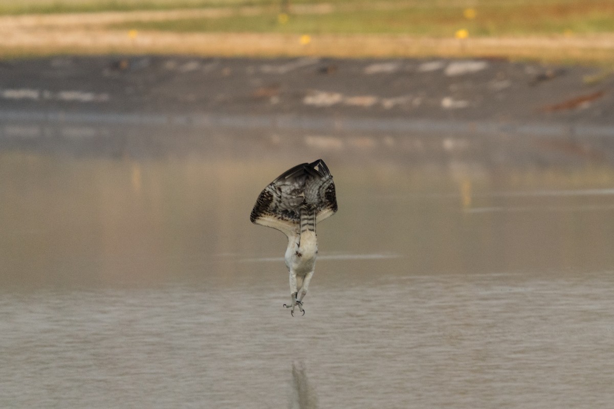Osprey - ML642198065