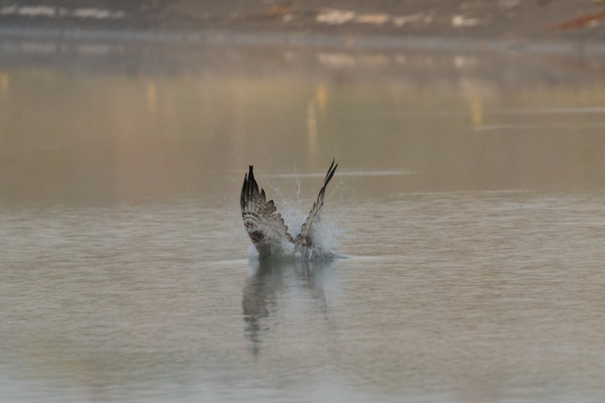 Osprey - ML642198069