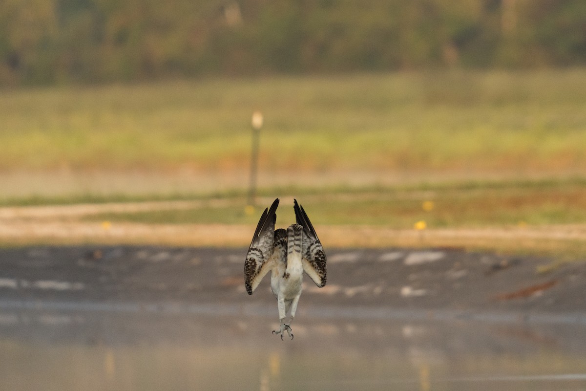 Osprey - ML642198070