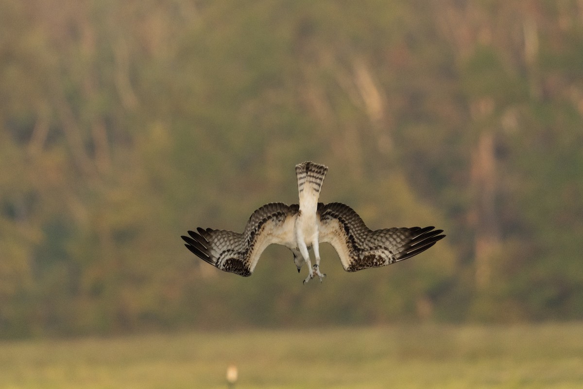 Osprey - ML642198071