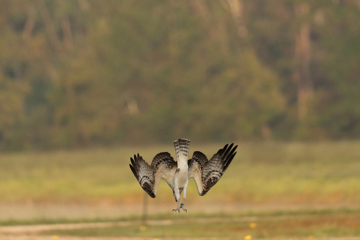 Osprey - ML642198072